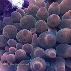 Salty Underground: Rainbow Bubble Tip Anemone