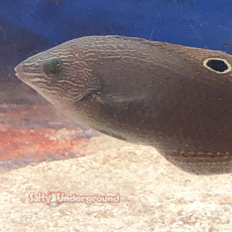 salty underground: atlantic pen shell (atrina rigida)... Salty Underground: Tamarin Wrasse