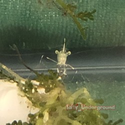 Salty Underground: Anemone Shrimp (Periclimenes holthisi)