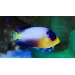 Multicolor Angelfish (Centropyge multicolor)