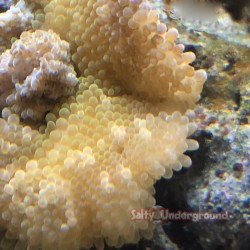 Carpet Anemone close