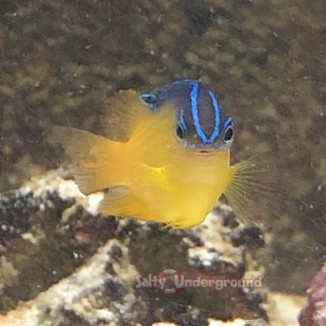 Salty Underground: Pacific Surge Damselfish (Chrysiptera Leucopoma)