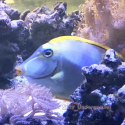 Salty Underground: Blonde Naso Tang (Naso elegans)