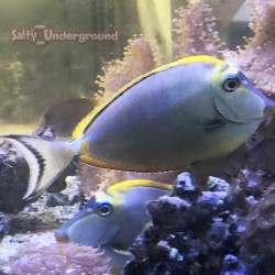 Salty Underground: Blonde Naso Tang (Naso elegans)