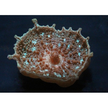 Umbrella Mushroom (Discosoma Negleta)