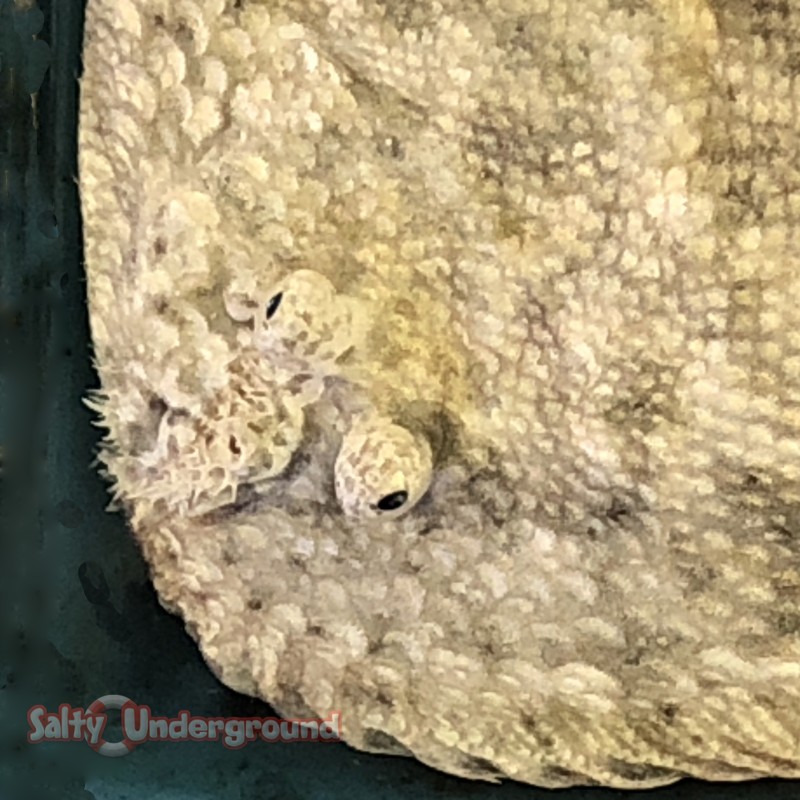 Salty Underground Flounder Spotted/Striped