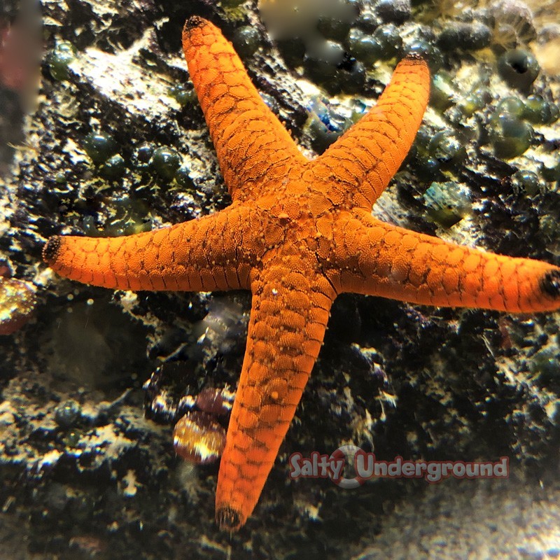 Salty Underground: Black Tip Fromia Starfish (Fromia sp)