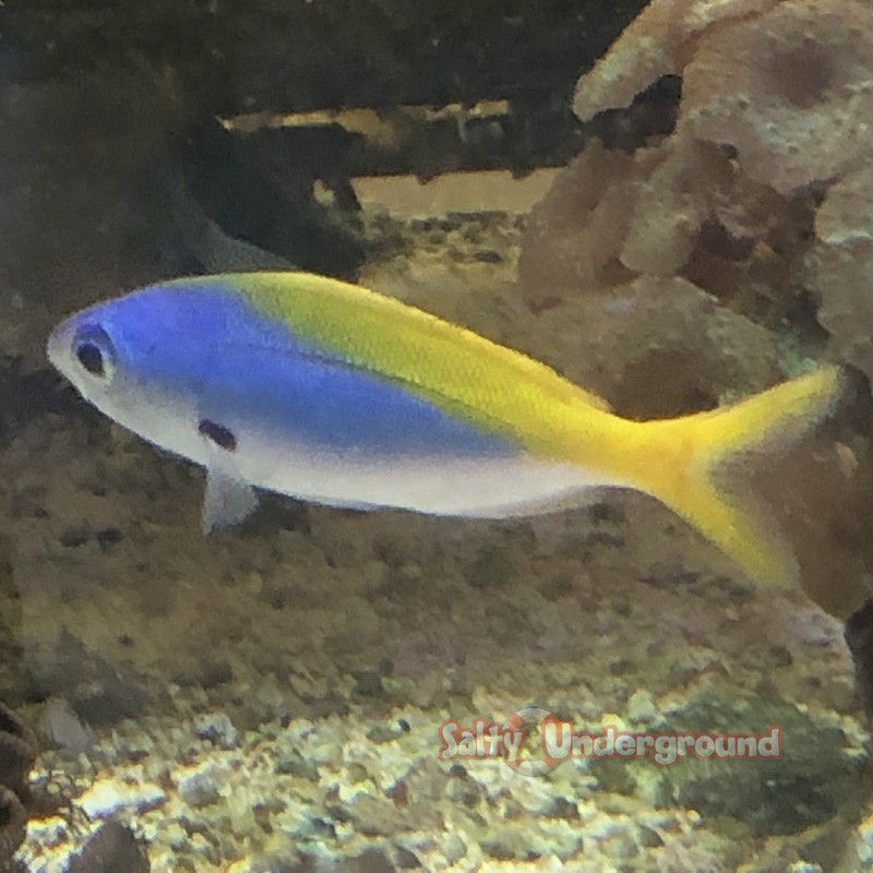 Salty Underground: Banana Fusilier (Caesio sp.)