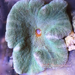 Salty Underground:  Carpet Anemone