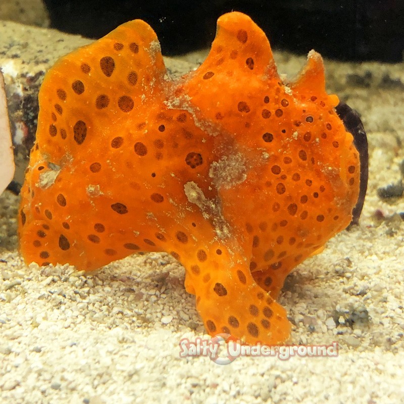 Salty Underground: Angler-Juvenile