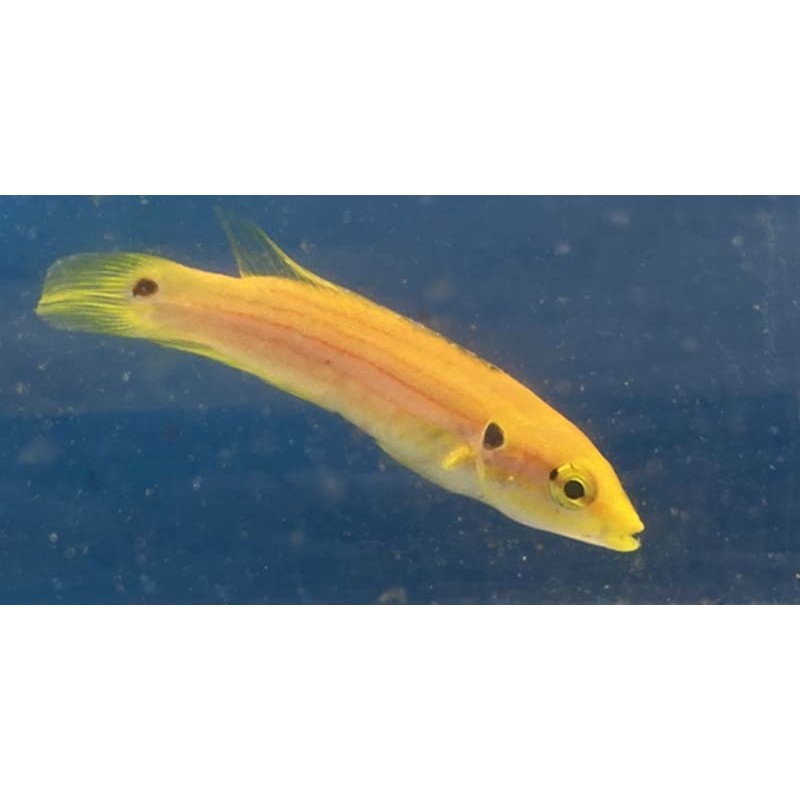 Salty Underground Yellow Candy Hogfish Bodianus bimaculatus