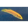 Yellow Candy Hogfish (Bodianus bimaculatus) sideview