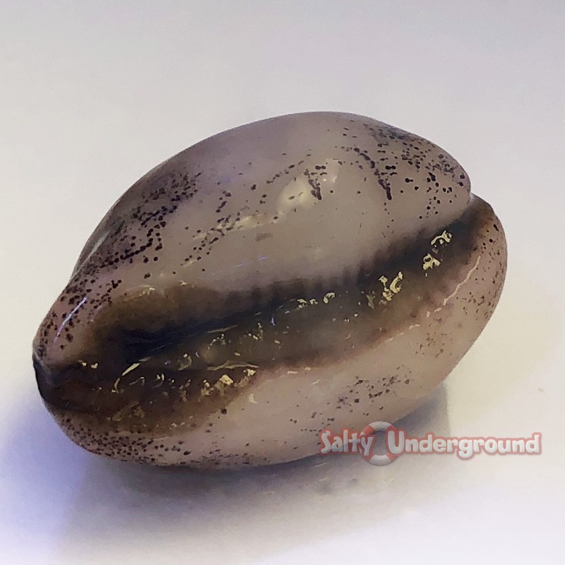 Salty Underground: Chestnut Cowrie Snail (Cypraea spp.)