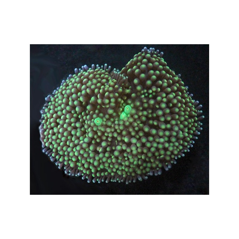 Green Ricordea Mushroom