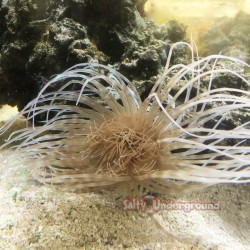 Salty Underground: White Tube Anemone  green heart