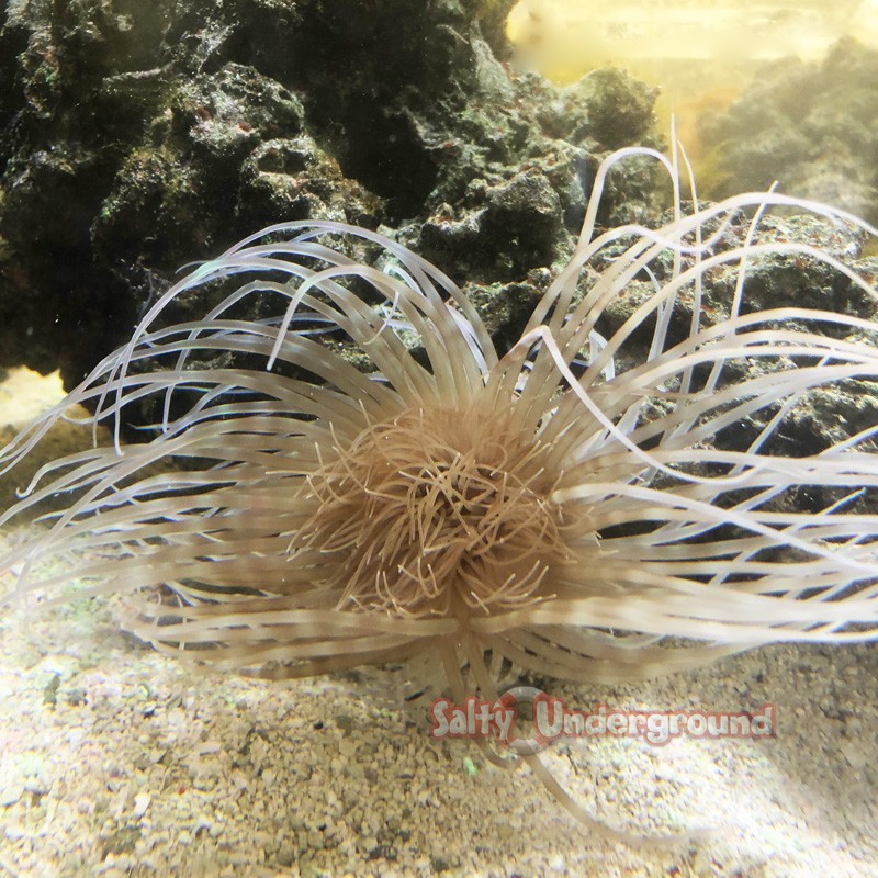 Salty Underground: White Tube Anemone  green heart