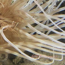 Salty Underground: White Tube Anemone  green heart
