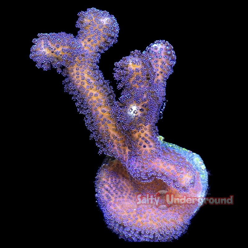 Salty Underground: Blueberry Stylophora