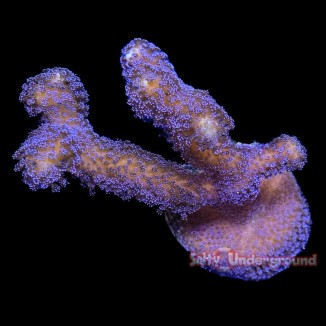 Salty Underground: Blueberry Stylophora
