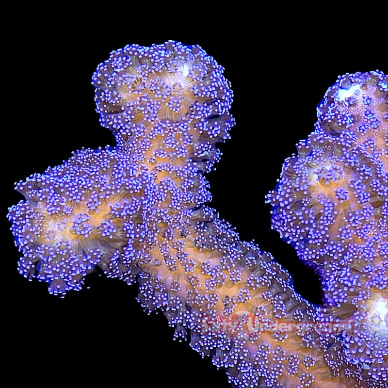 Salty Underground: Blueberry Stylophora 4-5 Inches