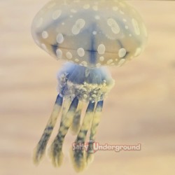 Salty Underground: Violet Jellyfish (Mastigias sp.)