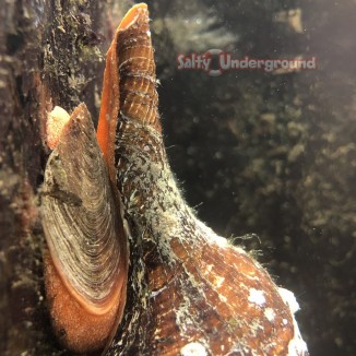 Salty Underground: Horse Conch/Whelk Orange