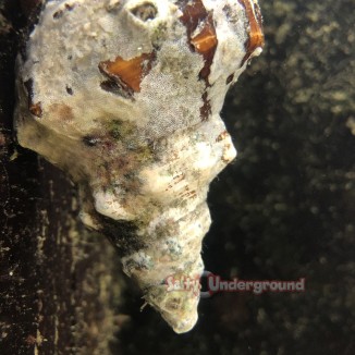 horse conch