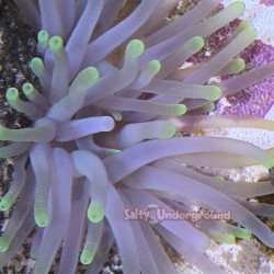 Salty Underground: Green Anemone (Condylactis gigantea)