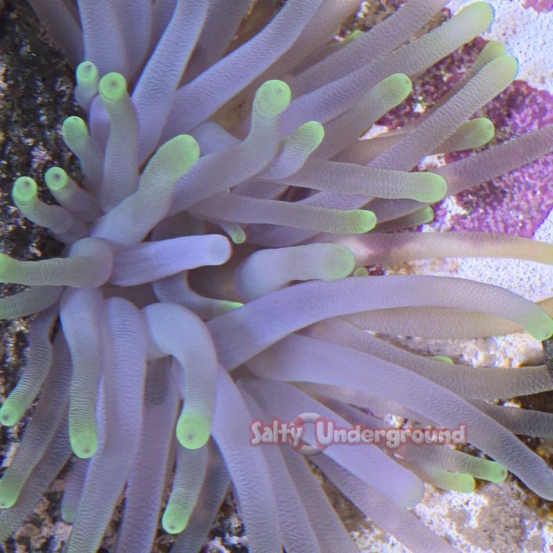 Salty Underground: Green Anemone (Condylactis gigantea)