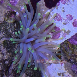 Salty Underground: Green Anemone (Condylactis gigantea)