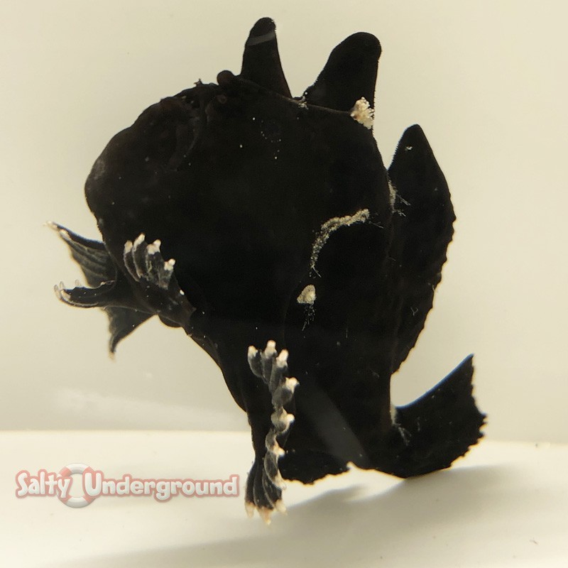 Salty Underground: Anglerfish-Black