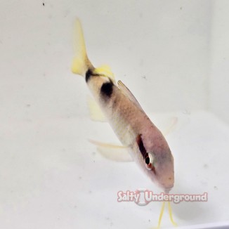 Salty Underground: Long Barbelred Goatfish (Parupeneus multifasciatus)