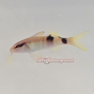 Salty Underground: Long Barbelred Goatfish (Parupeneus multifasciatus)