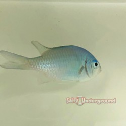 blue green chromis shine