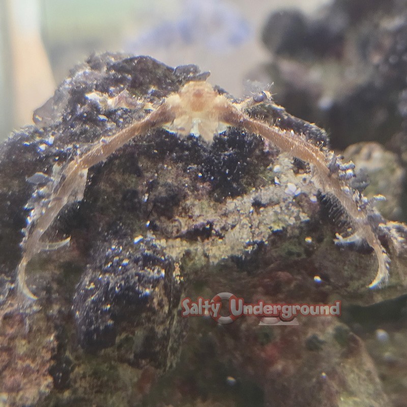 Salty Underground: Orangutan Crab (Achaeus japonicus)