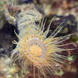 Salty Underground: Orange Tube Anemone
