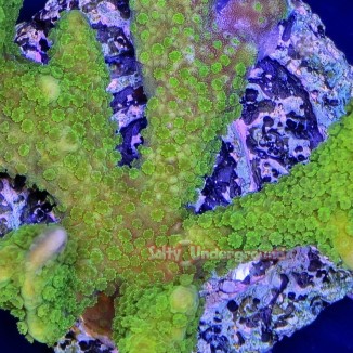 Salty Underground: Neon Green Purple Montipora Digitata