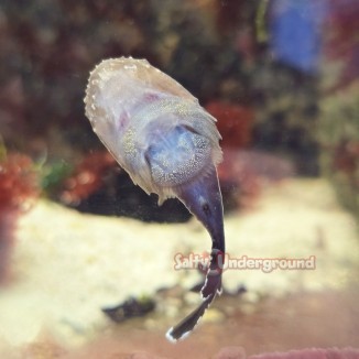 Salty Underground: Clingfish Goby  (Gobiesox maeandricus)