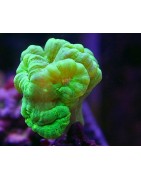 Salty Underground: LPS Corals