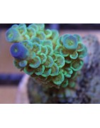 Salty Underground: SPS Corals for sale