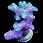 SPS Corals