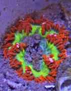 Sea Anemones