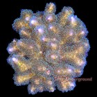 Large Coral Colonies