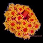 Salty's Choice Corals