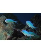 Chromis