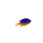 Damselfish