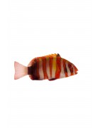 Salty Underground wrasse for sale