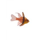 Cardinal Fish