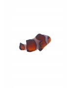 Clownfish