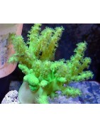 Aquacultured Corals